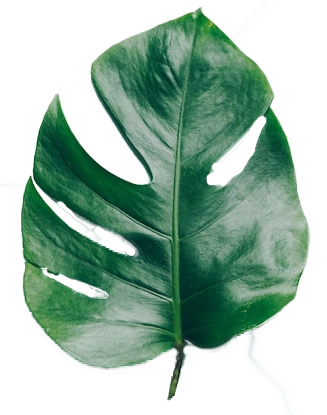 a generic monstera leaf