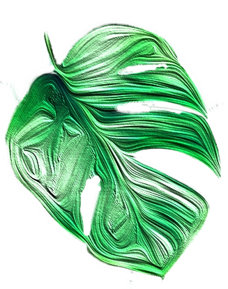 a generic monstera leaf