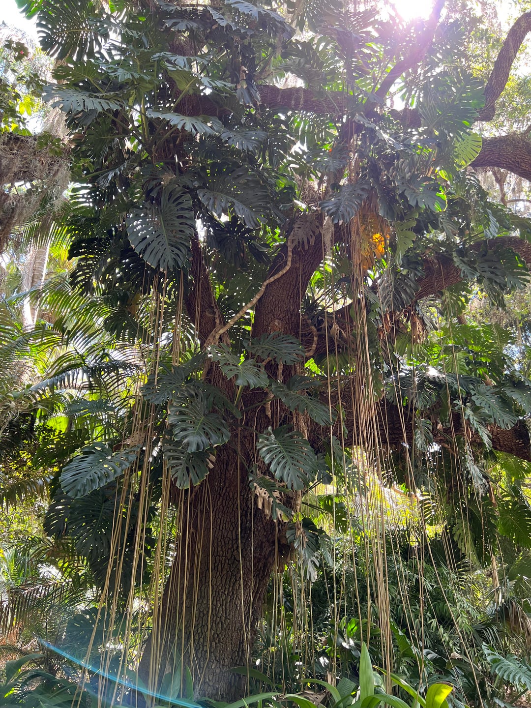 a monstera in the wild